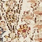 See color option for 2' x 6' Arcadia Runner Rug