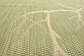 7' x 10' 2 Outdoor Botanical Rug thumbnail image 13