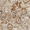 See color option for 5' x 8' Villa Rug