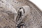 3' x 13' Villa Runner Rug thumbnail image 10