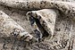3' x 13' Villa Runner Rug thumbnail image 9