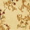 See color option for 2' 2 x 6' Classic Aubusson Runner...