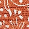 See color option for 2' x 6' Outdoor Botanical Runne...