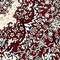 See color option for 5' x 8' Tabriz Design Rug