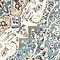 See color option for Unique Loom 5' x 8' Bazaar Rug
