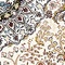 See color option for Unique Loom 5' x 8' Bazaar Rug