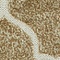 See color option for 2' x 6' Outdoor Lattice Runner ...