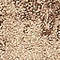 See color option for 2' x 6' Equinox Runner Rug