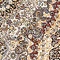 See color option for 5' x 7' 8 Nain Design Oval Rug