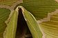 2' x 6' Outdoor Lattice Runner Rug thumbnail