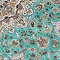 See color option for 8' 2 x 11' 6 Dynasty Rug
