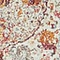 See color option for 2' 2 x 6' Havana Runner Rug