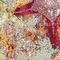 See color option for 8' x 10' Capri Rug
