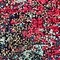 See color option for 2' 2 x 3' Carnevale Rug