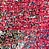 See color option for 2' 7 x 10' Carnevale Runner Rug