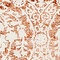 See color option for 4' x 6' New Vintage Rug