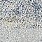 See color option for 2' 2 x 6' Havana Runner Rug