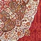See color option for 5' 5 x 8' Santiago Rug