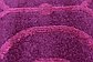 9' x 12' Trellis Frieze Rug thumbnail image 7