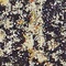 See color option for 2' 2 x 3' Carnevale Rug