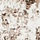 See color option for 2' x 9' 10 Monaco Runner Rug