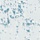See color option for 2' x 9' 10 Monaco Runner Rug