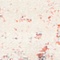 See color option for 2' 2 x 6' Berkshire Runner Rug