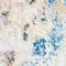 See color option for 2' 2 x 6' Madrid Runner Rug