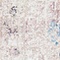 See color option for 2' 7 x 8' 2 Madrid Runner Rug