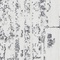 See color option for 4' x 6' Vega Rug