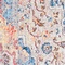 See color option for 8' x 10' Madrid Rug