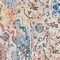 See color option for 8' x 8' Madrid Round Rug
