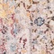 See color option for 3' 3 x 3' 3 Madrid Round Rug