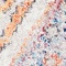 See color option for 2' 2 x 3' Brooklyn Rug