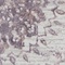 See color option for 5' x 8' Chesterfield Rug