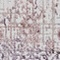 See color option for 2' 7 x 8' 2 Derbyshire Runner Rug