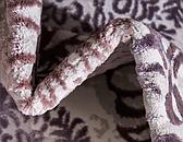 9' x 12' Chesterfield Rug thumbnail