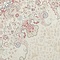 See color option for 5' x 7' 3 Qom Bamboo Silk Rug