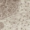 See color option for 9' x 12' Dover Rug