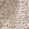 See color option for 5' x 8' Bexley Rug