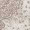 See color option for 4' x 6' Bexley Rug