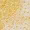 See color option for 5' x 8' Bexley Rug