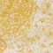 See color option for 4' x 6' Bexley Rug