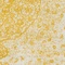 Link to variation of this rug: SKU#3144197