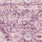See color option for 7' x 10' Legacy Rug