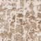See color option for 5' 2 x 8' Atlas Rug
