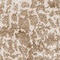 See color option for 7' 7 x 7' 7 Artemis Square Rug