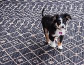 4' x 6' Outdoor Trellis Rug thumbnail
