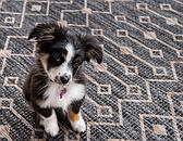 4' x 6' Outdoor Trellis Rug thumbnail