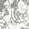 See color option for 2' x 6' Venice Runner Rug
